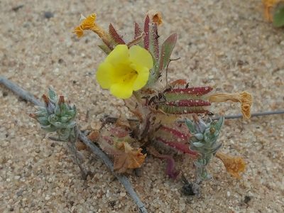 Diplacus vandenbergensis, photographed by Casey H. Richart