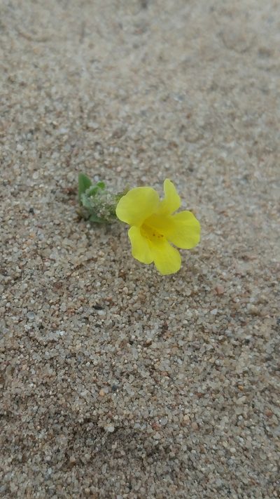 Diplacus vandenbergensis, photographed by Casey H. Richart