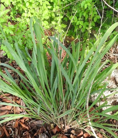 Cymbopogon citratus, photographed by Sebastián de Jesús Herrera Buenfil