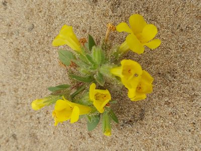Diplacus vandenbergensis, photographed by Casey H. Richart