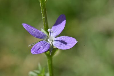 Triodanis lamprosperma, photographed by Alan Rockefeller