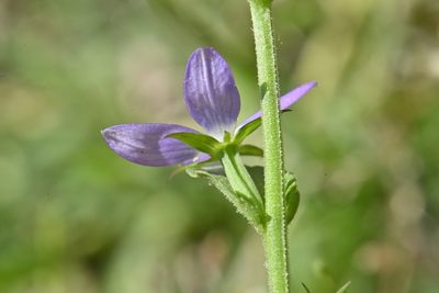 Triodanis lamprosperma, photographed by Alan Rockefeller