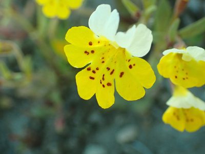 Erythranthe bicolor, photographed by Steve Woodward