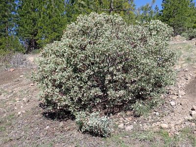 Arctostaphylos mewukka, photographed by Steve Woodward