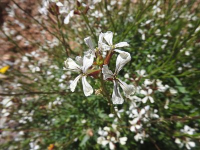 Eruca vesicaria, photographed by Abdenour Kheloufi