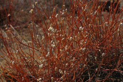Alternanthera filifolia, photographed by Don Johnston