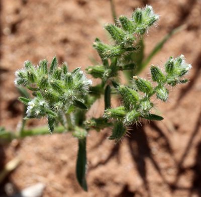 Cryptantha minima, photographed by Catherine C. Galley