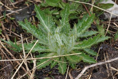 Cirsium hookerianum, photographed by Spencer Quayle