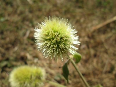 Cyathula uncinulata, photographed by Nolan Exe