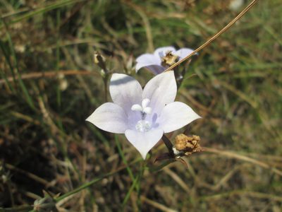 Wahlenbergia undulata, photographed by Nolan Exe