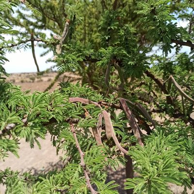 Vachellia schaffneri, photographed by Juan Carlos Fonseca Mata