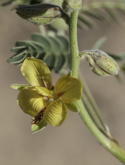 Pomaria jamesii, photographed by Craig Martin