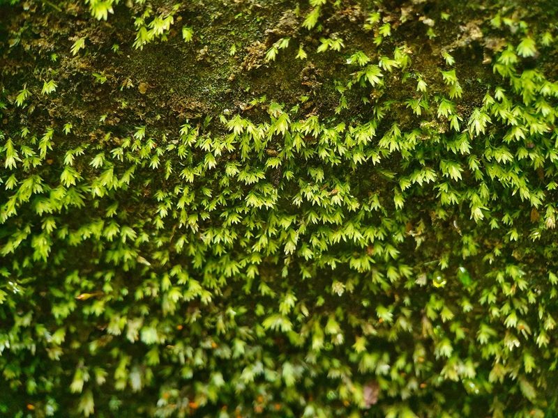 Fissidens gracilifolius, photographed by Jonathan Hughes