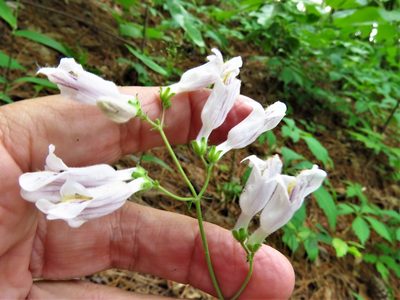 Penstemon laxiflorus, photographed by Annika Lindqvist