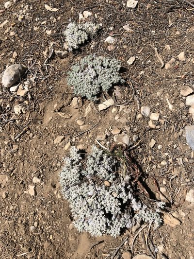 Eriogonum kennedyi, photographed by markhl