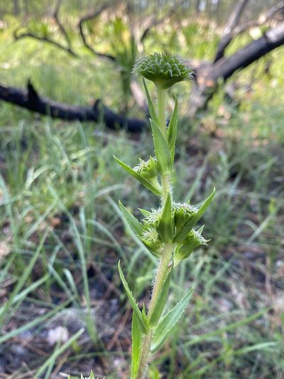 Eurybia eryngiifolia, photographed by Alan Weakley