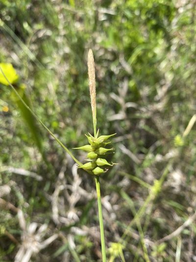 Carex turgescens, photographed by Alan Weakley
