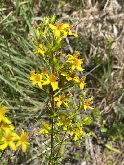 Hypericum nitidum, photographed by Alan Weakley