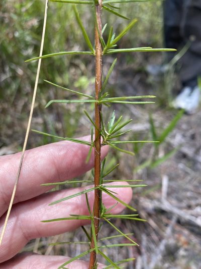 Hypericum nitidum, photographed by Alan Weakley