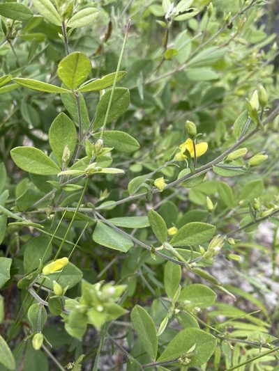 Baptisia lecontei, photographed by Alan Weakley