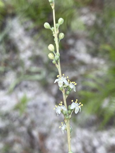 Nolina atopocarpa, photographed by Alan Weakley