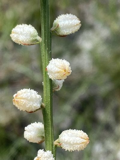 Aletris obovata, photographed by Alan Weakley