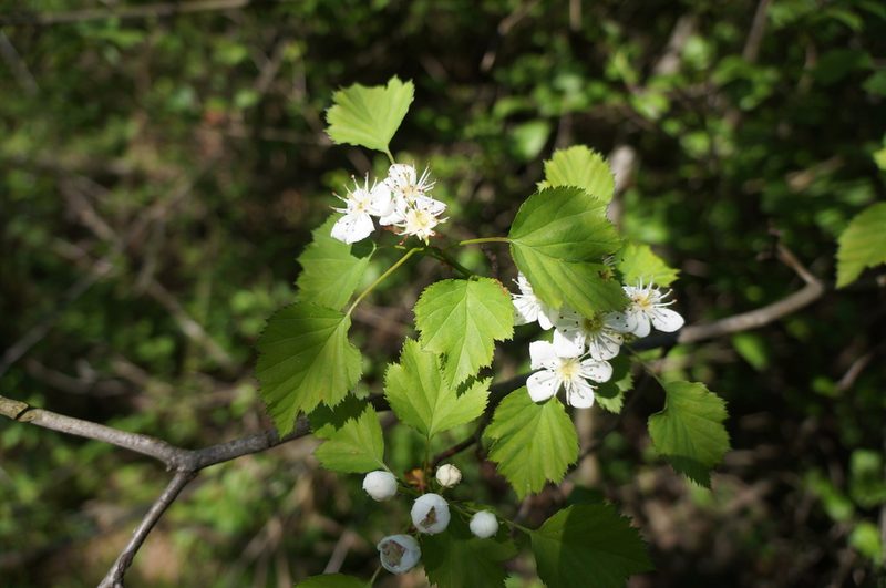 Crataegus pruinosa, photographed by Henggang Cui