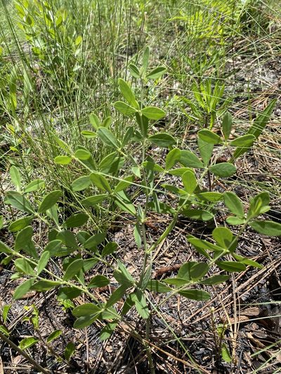 Baptisia lecontei, photographed by Alan Weakley