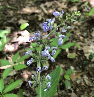 Salvia urticifolia, photographed by ch3chia