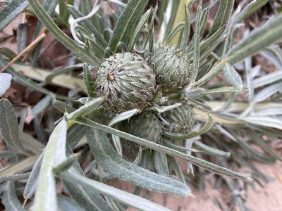 Cirsium pitcheri, photographed by William D. Leodinh