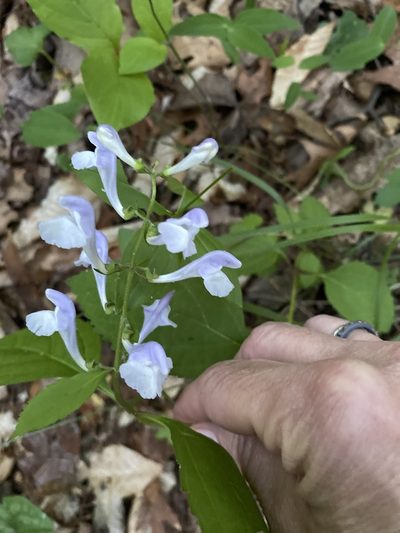 Scutellaria serrata, photographed by Carol Ann McCormick