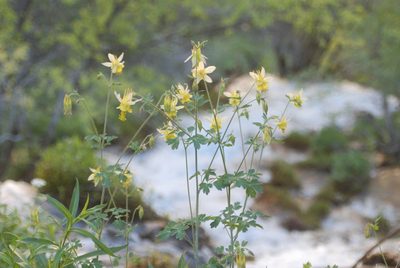 Aquilegia barnebyi, photographed by Loren Cassin Sackett