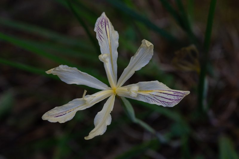 Iris purdyi, photographed by Karen and Mike