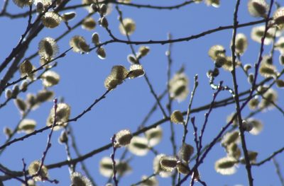 Salix discolor, photographed by Cassidy Best