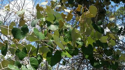 Vitis shuttleworthii, photographed by Jay Horn