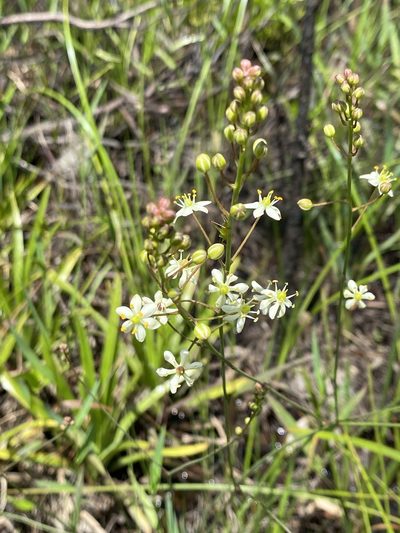 Schoenolirion albiflorum, photographed by Alan Weakley
