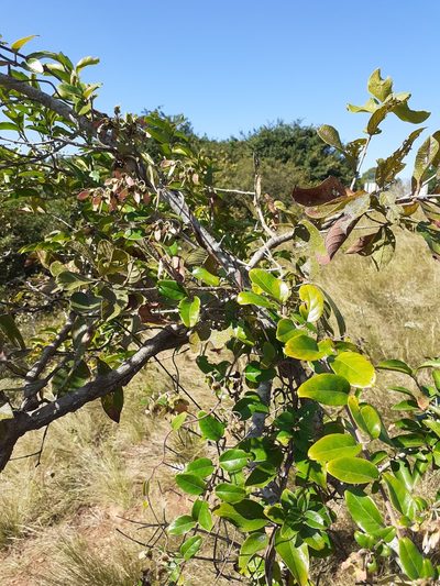 Acridocarpus natalitius, photographed by grabbarg