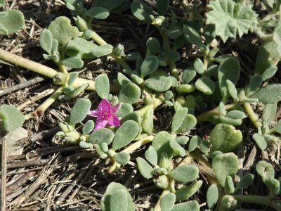 Sesuvium verrucosum, photographed by Amy
