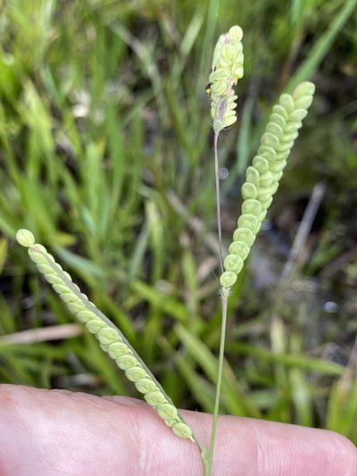 Paspalum praecox, photographed by Alan Weakley