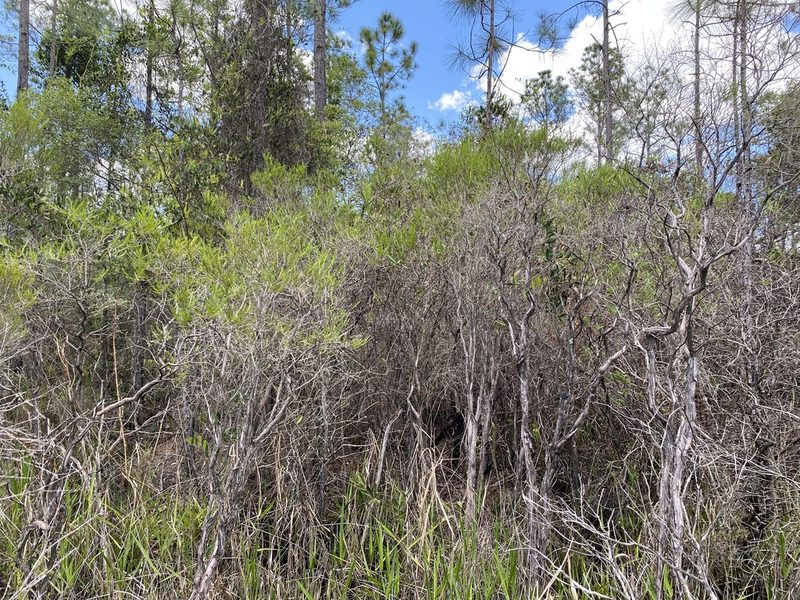 Hypericum chapmanii, photographed by Alan Weakley