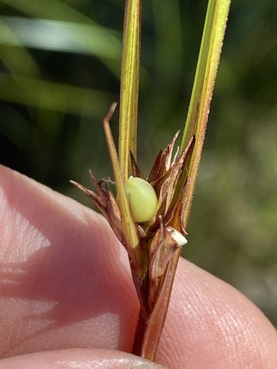 Scleria baldwinii, photographed by Alan Weakley