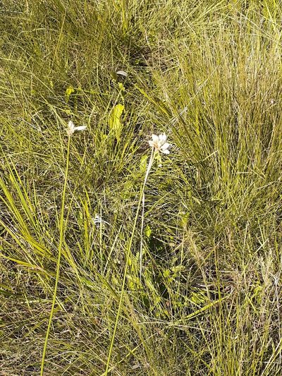 Cyperus niveus, photographed by grabbarg