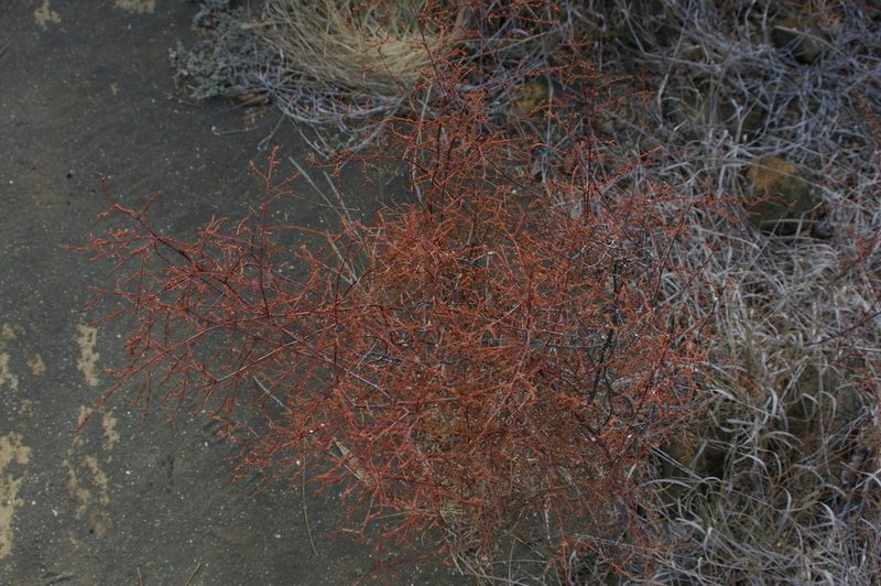 Euphorbia punctulata, photographed by Don Johnston