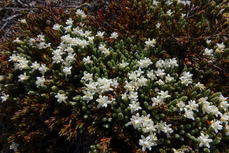 Kelleria villosa, photographed by John Barkla