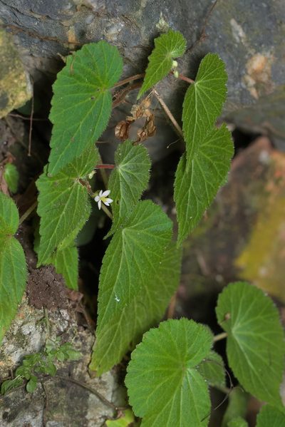 Begonia wallichiana, photographed by portioid