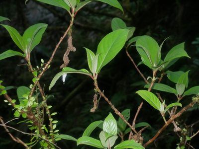 Hydrangea longifolia, photographed by Jacy Chen
