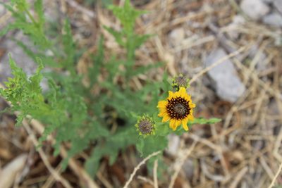 Helianthus laciniatus, photographed by Francisco Martínez González
