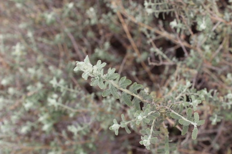 Buddleja scordioides, photographed by Francisco Martínez González