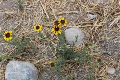 Helianthus laciniatus, photographed by Francisco Martínez González