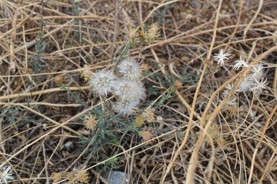 Brickellia leptophylla, photographed by Francisco Martínez González